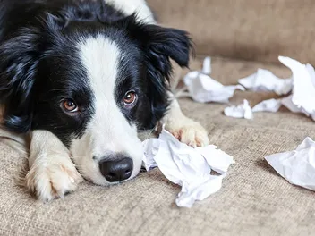 9 Dogs Prone to Anxiety (With Pictures)