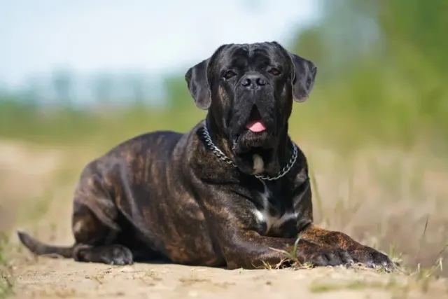 13 Vet-Verified Fascinating Cane Corso Facts That May Surprise You