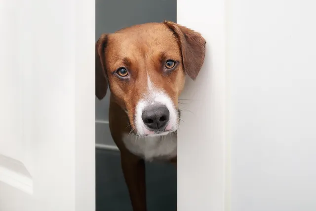 I Adopted a Dog With Separation Anxiety: 15 Vet-Approved Care Tips