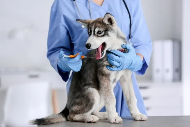 How Much Does It Cost to Microchip a Dog? 2026 Price Guide (Vet-Reviewed)