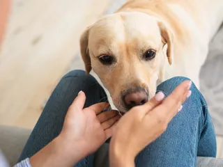 What Dog Breeds Can Smell Cancer? Vet-Verified Info (With Pictures)