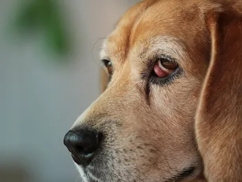 Beagle Cherry Eye: Our Vet Explains What It Is & How It Is Cared For