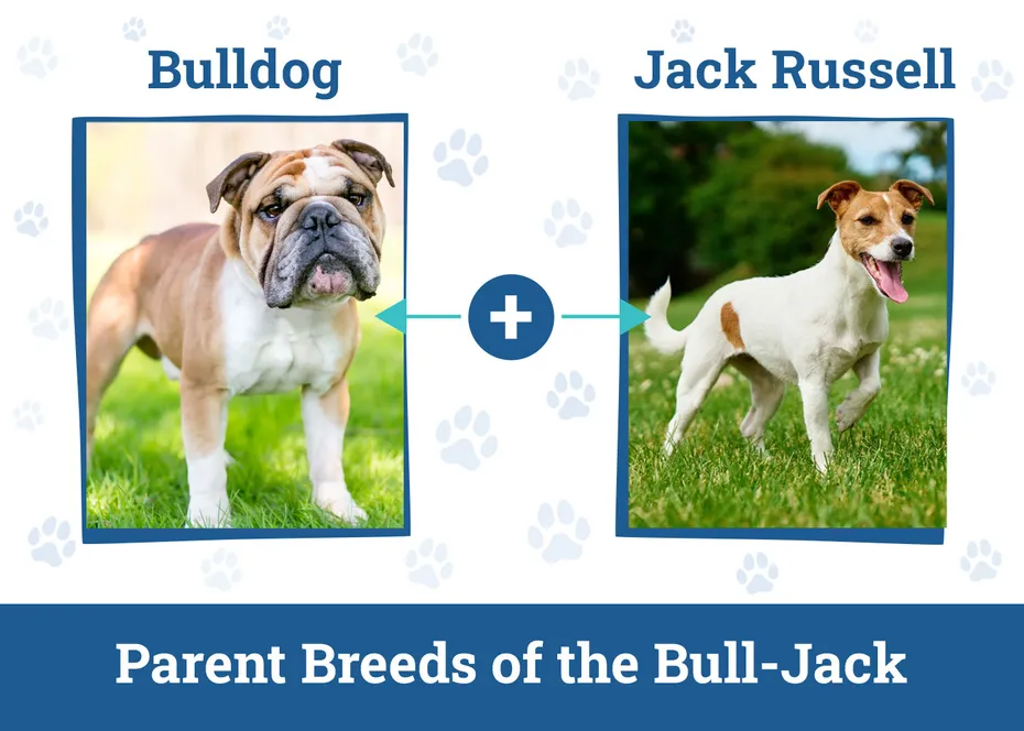 Parent Breeds of the Bull-Jack