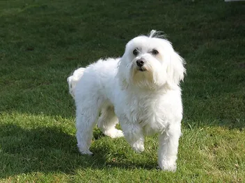 Can a Maltese Be a Service Dog? Vet-Verified Facts & FAQ