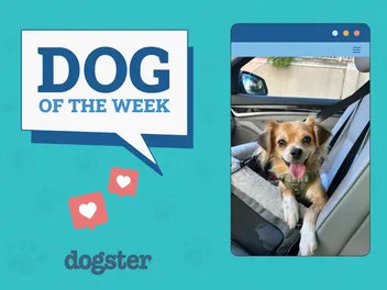 Dogster Photo Contest: Dogs of the Week Winners (November 27, 2025)