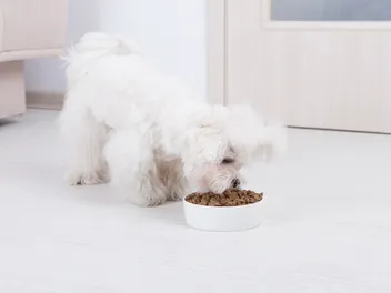 7 Best Taste of the Wild Dog Foods in 2026 - Reviews & Top Picks