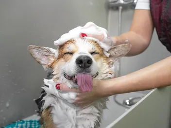 How Often Should You Bathe Your Dog? Vet-Verified Breed-Based Guide