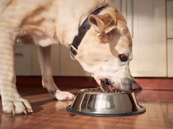How to Get My Dog to Chew Their Food: 5 Vet-Reviewed Tips