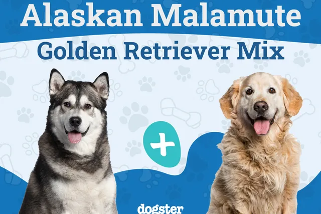 Alaskan Goldenmute: Breed Info, Pictures, Care Guide & More