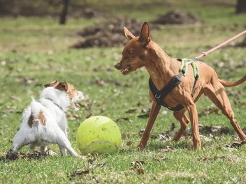 Is Your Dog a Bully? 5 Vet-Reviewed Signs & What to Do