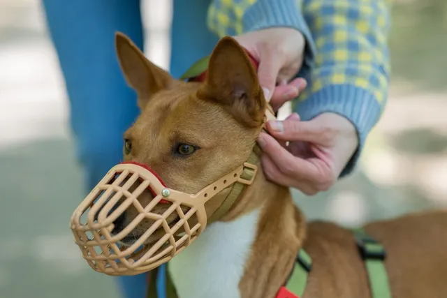 How to Correctly Measure a Dog for a Muzzle: 13 Vet-Verified Tips & FAQs