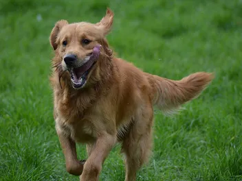 How Fast Can a Golden Retriever Run? Vet-Reviewed Breed Characteristics