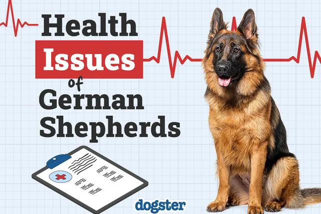 5 Health Problems in German Shorthaired Pointers: Vet Approved Facts