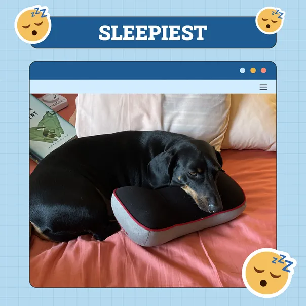 Sleepiest Dog