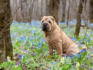 What Were Shar-Pei Bred For? History & Origin