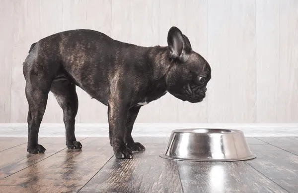 Food allergy in dog