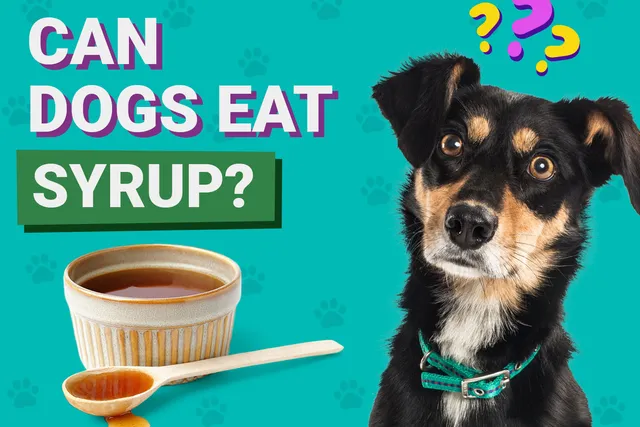 Can Dogs Eat Syrup? Vet-Verified Nutrition Facts & Info