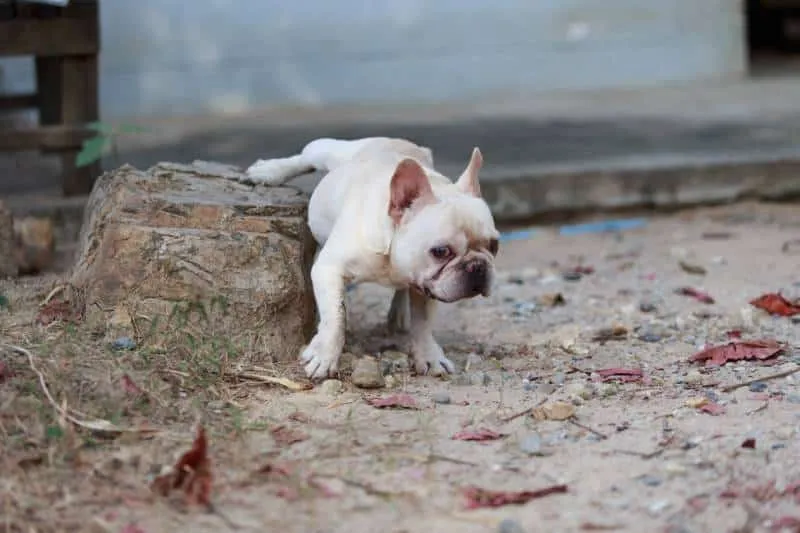french bulldog lifting leg to pee