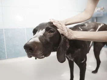 Can You Use Dry Shampoo On Dogs? Vet-Reviewed Safety & Tips