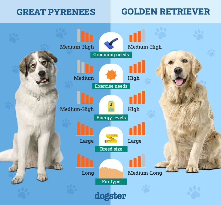 Dogster_Side by Side Comparison_ Great Pyrenees vs Golden Retriever