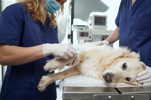 How Much Does It Cost to Spay or Neuter a Dog at PetSmart? 2026 Price Update (Vet Reviewed)