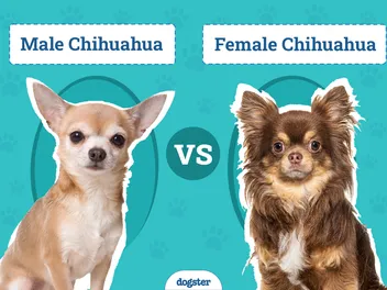 Male vs Female Chihuahuas: The Differences, With Pictures (Vet-Reviewed)