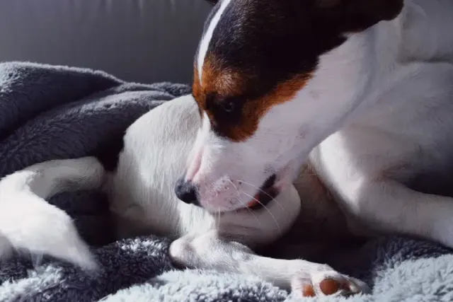 My Dog Licked Triple Antibiotic Ointment! Vet-Approved Advice