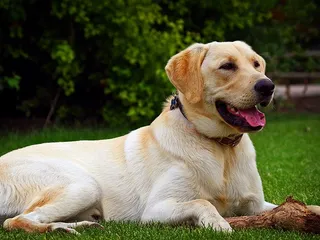 Most Popular Dog Breeds by State in 2026 (With Info & Pictures)