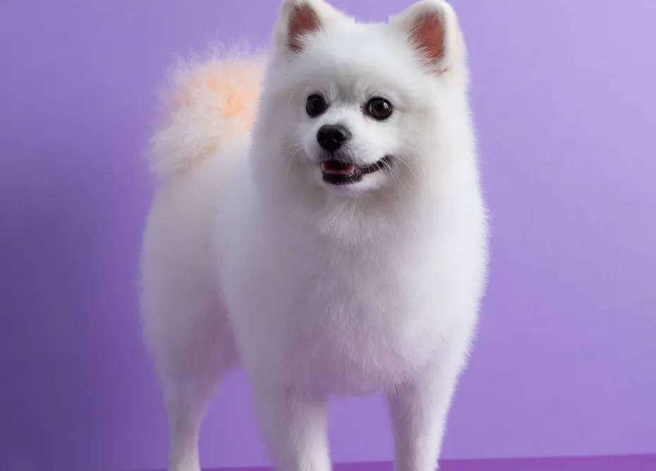 White Pomeranian dog sitting among purple background