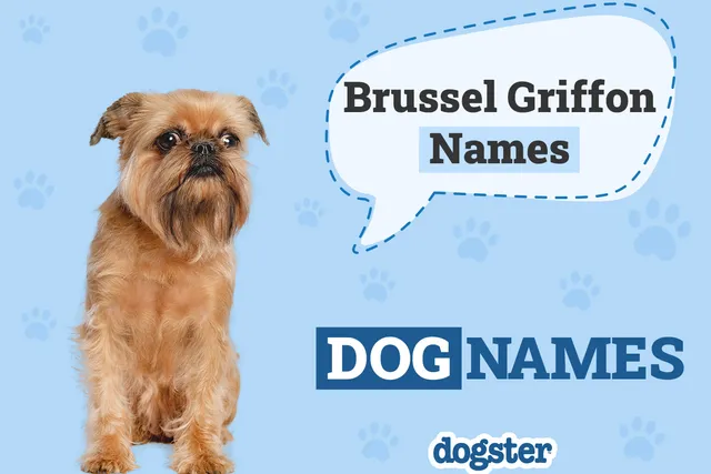 325+ Popular & Unique Brussels Griffon Names: Ideas for Cute and Quirky Dogs