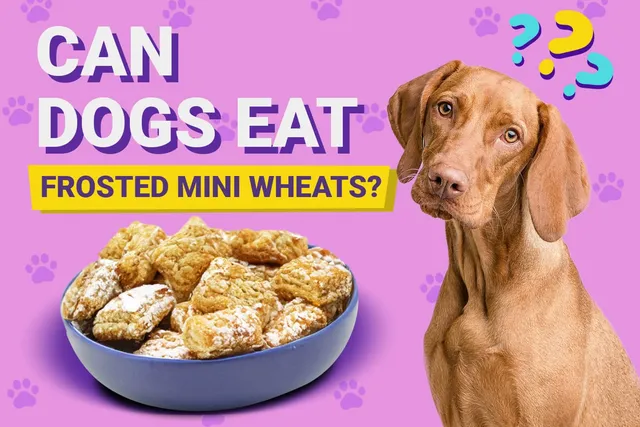 Can Dogs Eat Frosted Mini Wheats? Vet-Reviewed Risks & FAQ