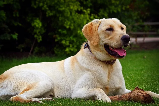 Most Popular Dog Breeds by State in 2026 (With Info & Pictures)