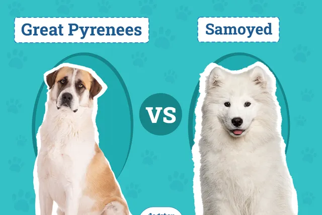 Great Pyrenees vs. Samoyed: The Differences (With Pictures)