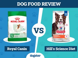Royal Canin Dog Food vs Hill’s Science Diet: 2026 Comparison, Pros & Cons
