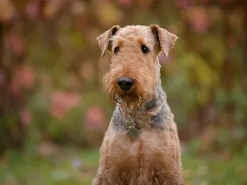 10 Dogs Similar to Airedale Terriers: With Info, Pictures & Traits