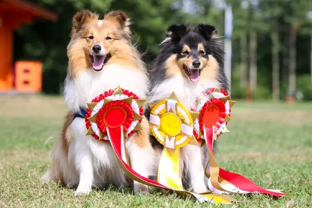 25 Amazing Dog World Records (Updated in 2026)