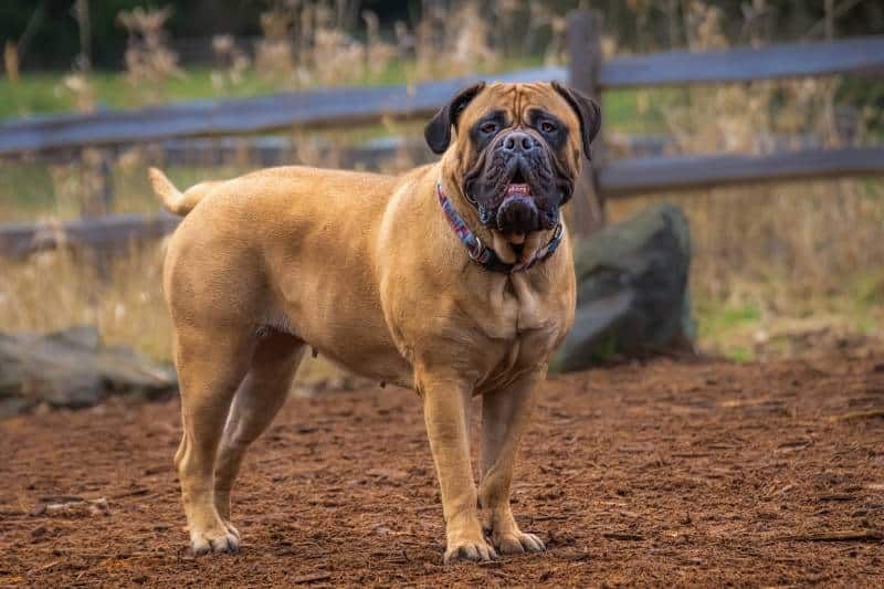 bullmastiff dog standing in an open field