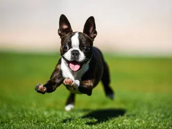 How Much Exercise Does a Boston Terrier Need? Vet-Reviewed Facts