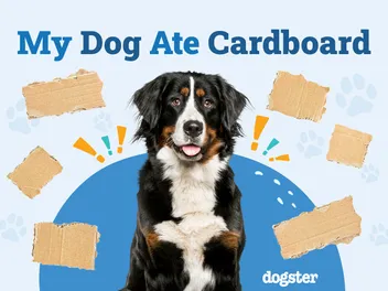 My Dog Ate Cardboard: Should I Be Worried? Our Vet Answers