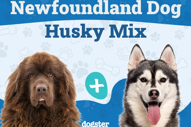 Newfoundland Dog Husky Mix: Info, Pictures, Care & More