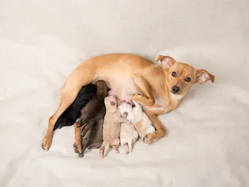 What to Feed a Nursing Dog to Increase Milk Production: Vet-Explained Nutrition