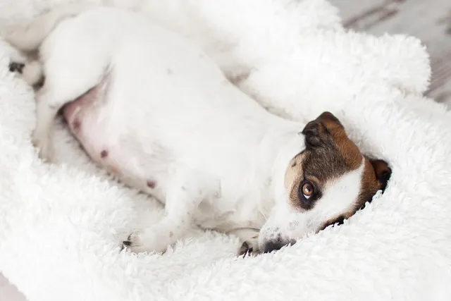 Abnormalities of Dog Pregnancy – 8 Common Problems (Vet Reviewed)