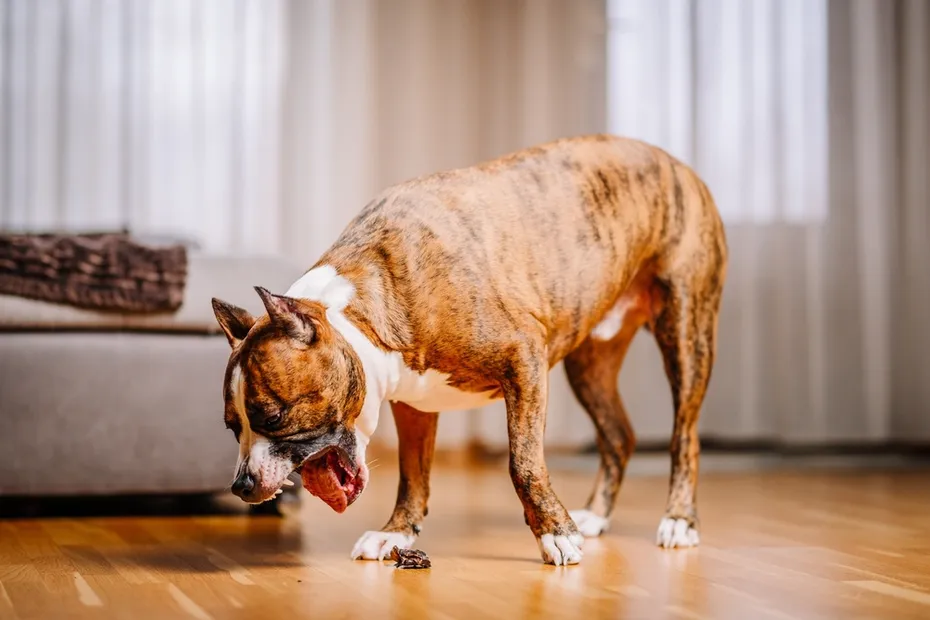a dog gagging