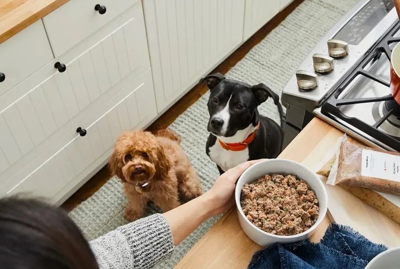 dog owner feeding her pet the farmer's dog food