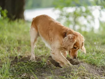 How to Stop Your Dog From Digging: 9 Effective Vet-Approved Tips
