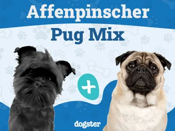 Affenpug (Affenpinscher Pug Mix): Info, Pictures, Care & More