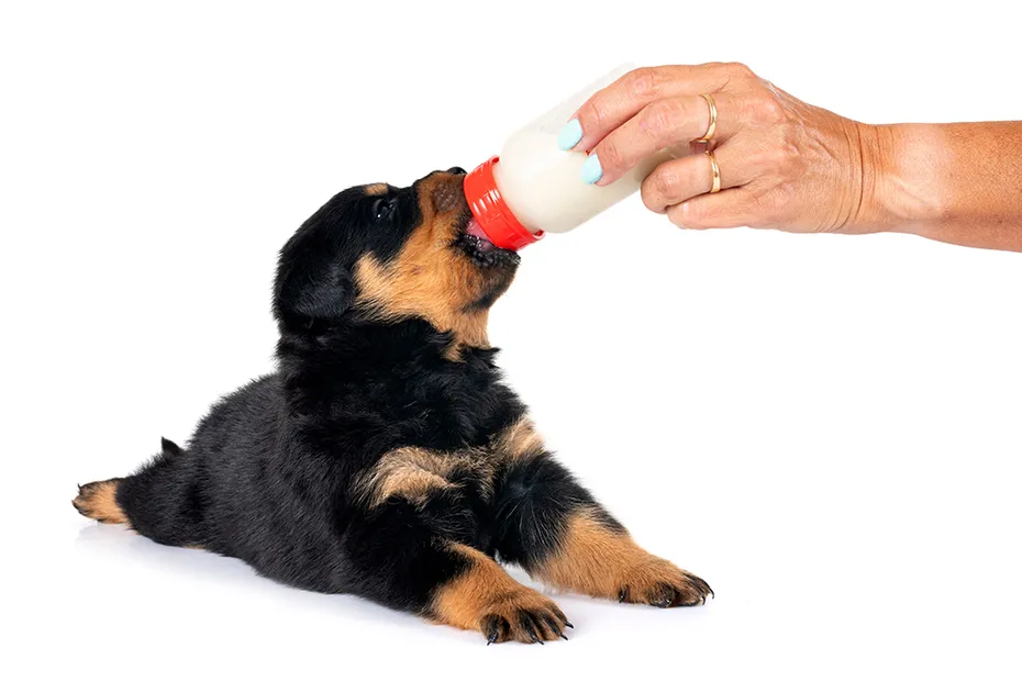 rottweiler puppy drinking milk from bottle