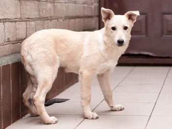 Why Is My Dog's Tail Down? 4 Vet-Reviewed Reasons