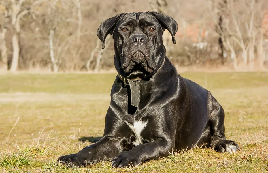 cane corso dog lying outdoor