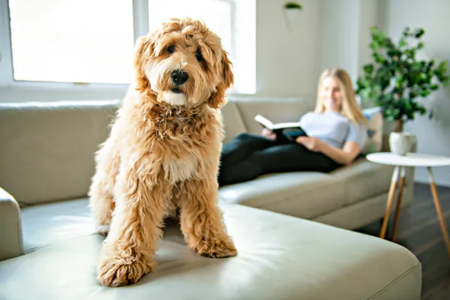 Is a Labradoodle a Mutt or a Designer Dog? Vet-Verified Differences